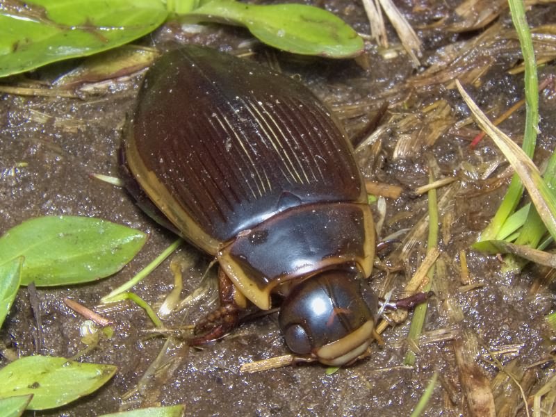 Dytiscus dimidiatus Bergsträsser, 1778